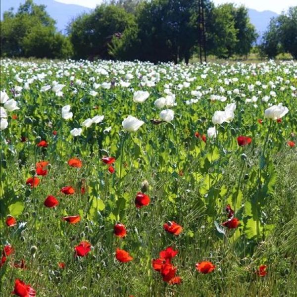 Burdur Haşhaşı › Yöresel Ürünler | Çavdır | Burdur