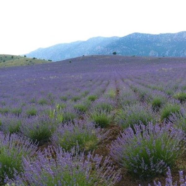 Burdur Lavantası › Yöresel Ürünler | Merkez | Burdur