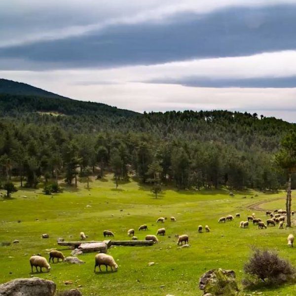 Görecik Yaylası › Gezi Rehberi | Büyükorhan | Bursa