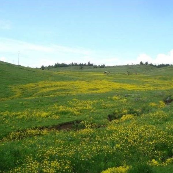 Büyük Yayla › Gezi Rehberi | Yapraklı | Çankırı