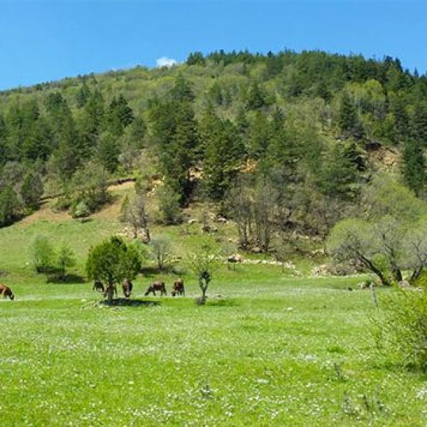 Anastos Yaylası › Gezi Rehberi | Alucra | Giresun