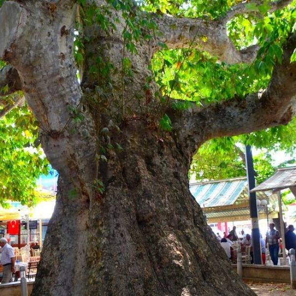 Tarihi Çınar Ağacı › Gezi Rehberi | Yalvaç | Isparta