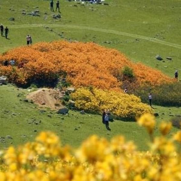 Kırkkızlar Yaylası › Gezi Rehberi | Kumru | Ordu