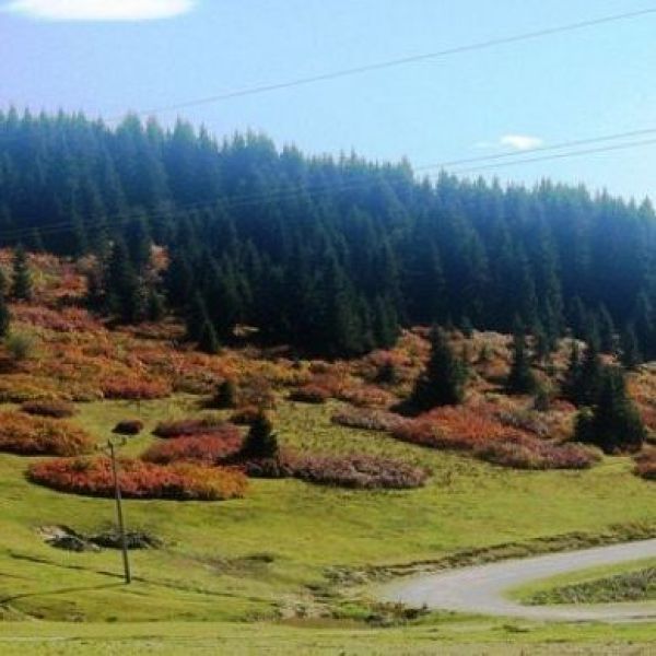 Ağaçbaşı Mesire Yeri › Gezi Rehberi | Düzköy | Trabzon