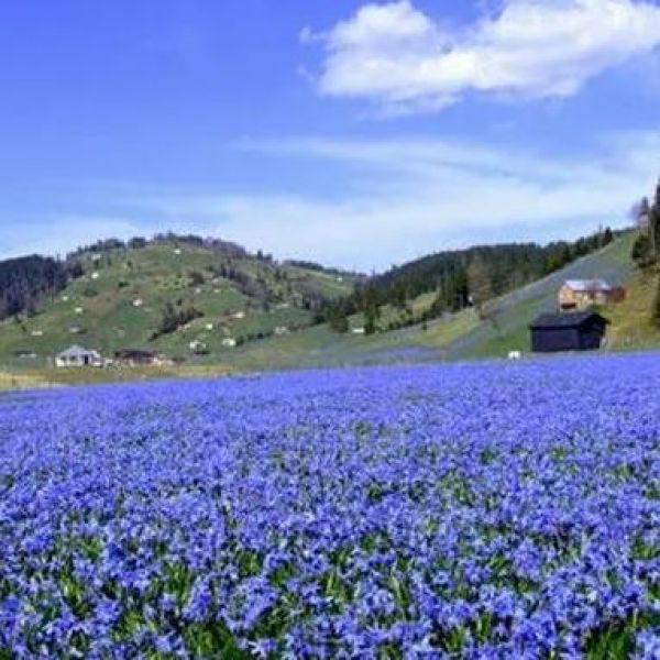 Kadıralak Yaylası › Gezi Rehberi | Tonya | Trabzon